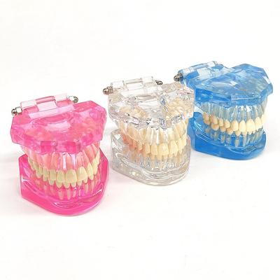 1pc Dental Standard Tooth Model Orthodontic Model for Patient Communication Dental Study Clinic Model Tool