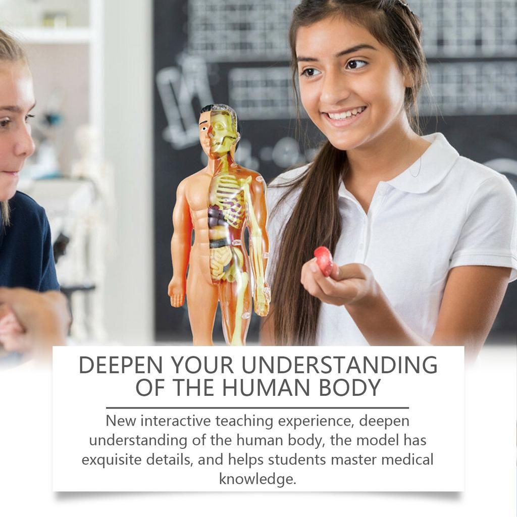 Children's Manikin, Interactive Science Kit Educational Anatomy Toy Kit Human Structure Model Educational Toys