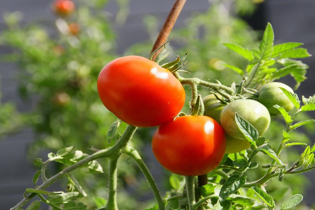 SAFLAX Garden in the Bag - Organic - Roșii - Principe Borghese - 10 semințe - Cu substrat într-o pungă potrivită - Solanum lycopersicum