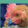Blue Pcs Explosion 50 Models Chicken Mouth Buckle Prevent Cockfightingchicken Goggles Pheasant Glasses Farm Equipment