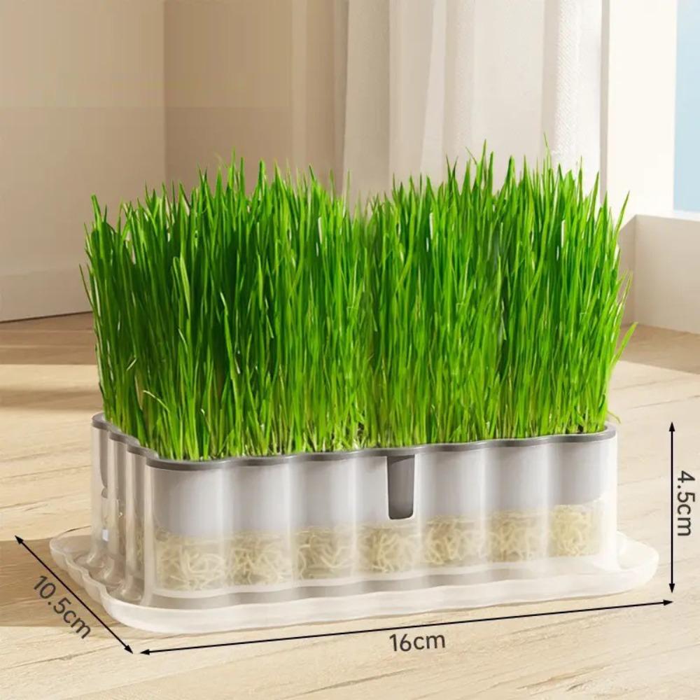Keimling Pflanzhilfe Keimsprossen Anzuchtschale Hydrokultur Katzengras Schale