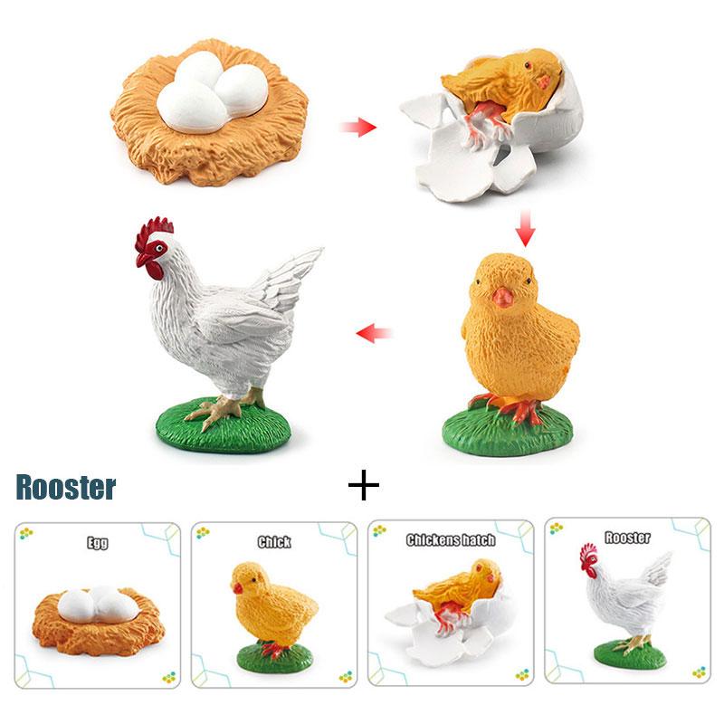Toys Model Educational Simulated Animal Card Set Insect Plant Growth Cycle Cognitive Montessori Parish Home Open Learning Kids