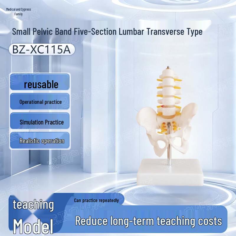 Yibaike Pelvic Lumbar Spine Training Model