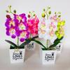 Love Pot Phalaenopsis Potted Green Plant Decorations For Home Decor Ideas Gift