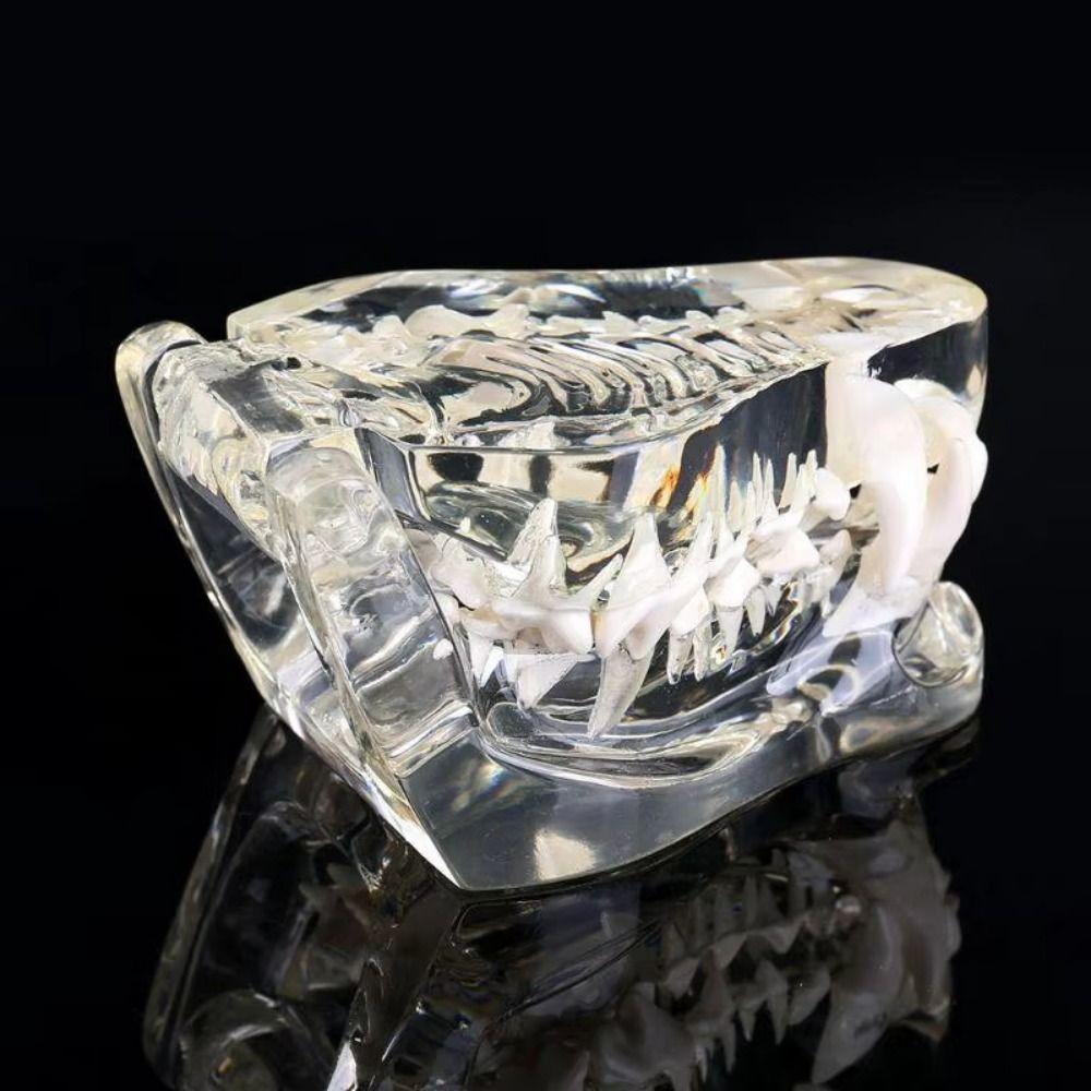 Educational Dog Tooth Model Transparent Cat Clear Typodont Dental Teaching Canine  Office