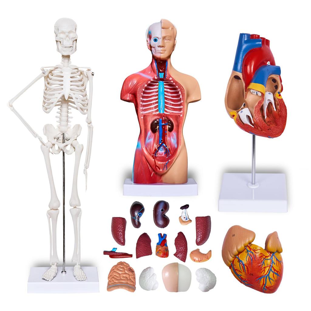 Human Body Model Kit 26CM Detachable Torso 45CM Skeleton Model Heart Anatomical Kit for Medical Teaching