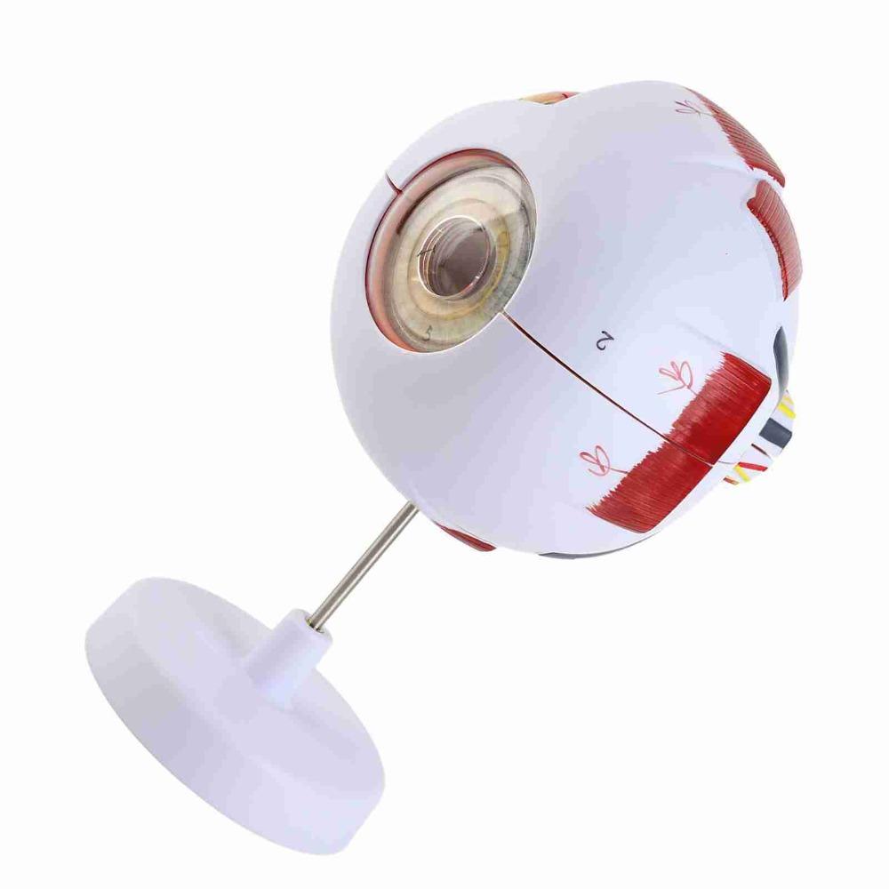 6X 6 Times Magnification Human Eye Model Solid Eye Anatomy Model Science Presentation