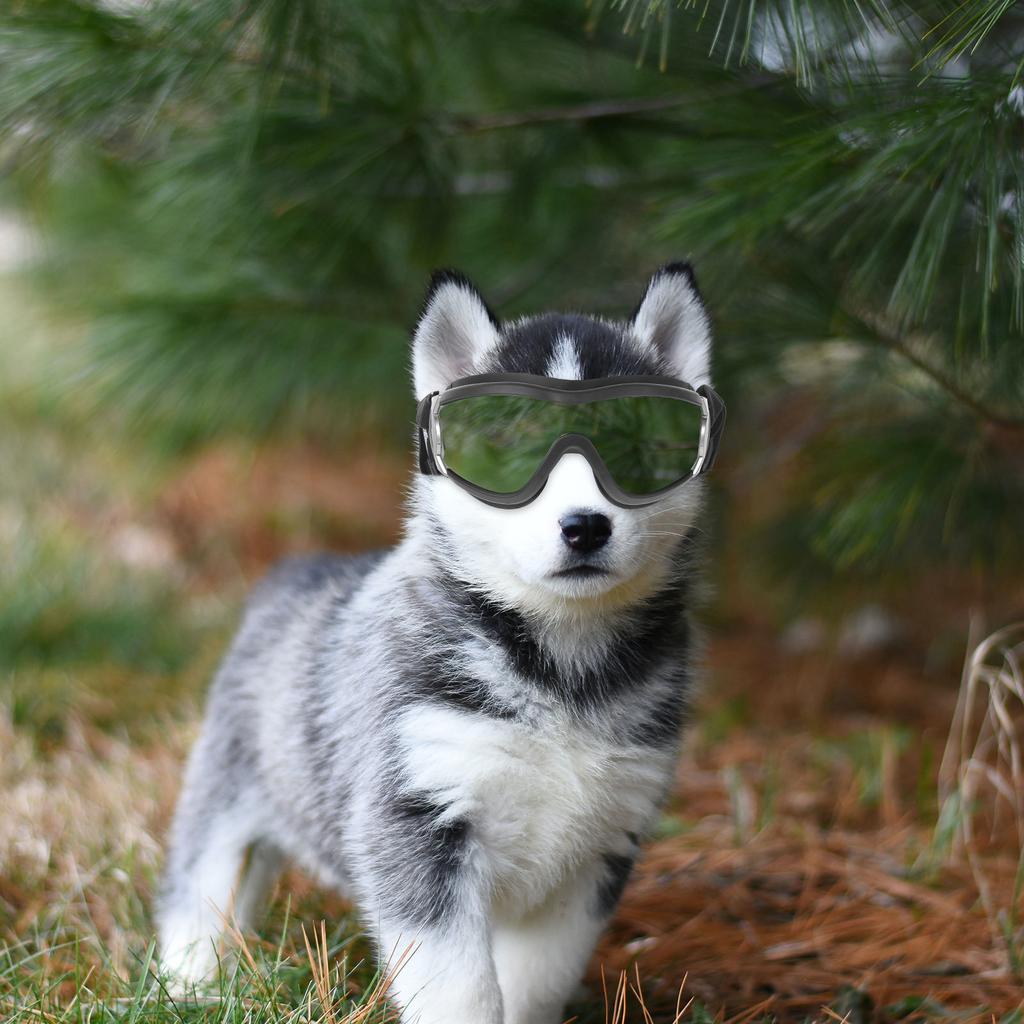 Protective Goggles for Dogs Pet Outdoor Goggles Lightweight Uv Resistant Windproof Snowproof Pc PVC Material Running Walking