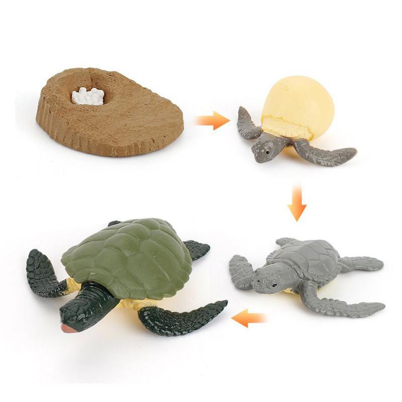 Enchanting Simulation Solid Turtle Chick Frog Animal Growth Cycle Montessori Teaching Aids For Unique Gifts And Decorative Accents