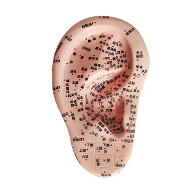 Felimoa Ear Pressure Point Model Massage Acupuncture Position Confirmation Easy To Understand Disorder Improvement Pressure Points