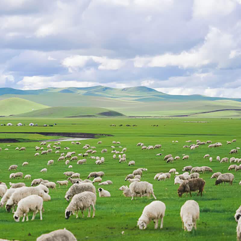 Hulunbuir Grass-Fed Whole Lamb Gift Set