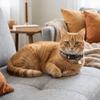 Decorative Halloween Cat Collar Printing Pattern Pet Neck Ring  for Dogs Cats