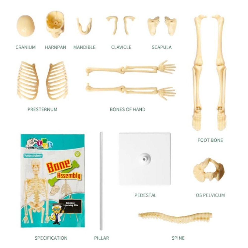DIY Bone Model Skeletal Human Body Model Teaching Joints Of Human Organ Model  Student