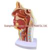 Modello Anatomico del Naso, della Bocca, della Faringe e della Laringe Umana - Sezione Sagittale per l'Educazione ORL
