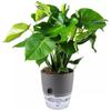 A7 Indoor Transparent Self-Watering Double-Layer Flower Pot.