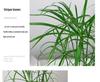 Hydroponic Lucky Bamboo and Aquatic Grass for Fish Tanks and Ponds