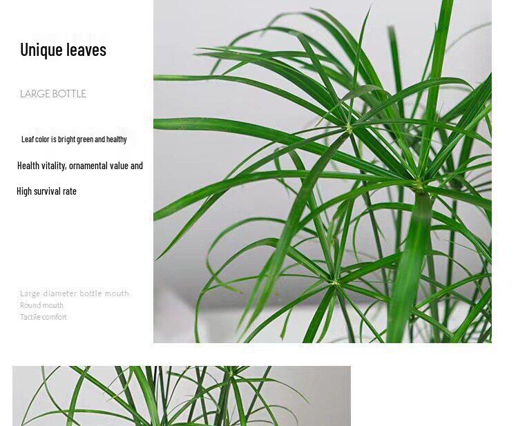 Hydroponic Lucky Bamboo and Aquatic Grass for Fish Tanks and Ponds