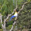 Perched Woodland Birds Artificial Feathered Bird Crafts Colorful