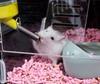 Full Set Of Hamster Cages Special Acrylic Super Large Villa Double Decker Breeding Box For Golden Bears