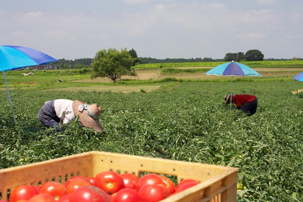 Kagome Centennial Quality Tomato Juice 190g X 30 Bottles
