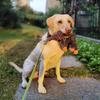 Dog Plush Toy Animals Shape Bite Resistant Squeaky Toys Corduroy Dog Toys for Small Large Dogs Puppy Pets Training Accessories