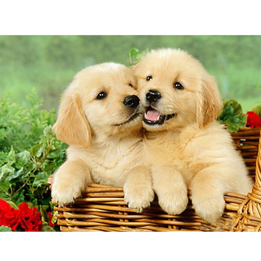 

5D DIY Набор для алмазной живописи Милая собака Фотографии Стразы Алмазная вышивка Пол Мозаика Животное Домашний декор Full Round 20x30cm