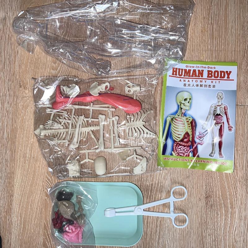 Model lidského těla pro děti, stavebnice vědeckého modelu kostry, která svítí ve tmě, 30dílný anatomický model, interaktivní vzdělávací hračky pro děti