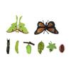 Life Cycle Figurines of Monarch Fly and Actias Ningpoana Realistic Miniature Life Cycle Animal Figures Educational Toys
