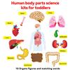 Non-Toxic Human Body Parts Felt Board Stories For Kids Montessori Toys Sensory Activities Teaching Daycare Preschool Learning Educational