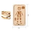 Organ Model Montessori Jigsaw Puzzle Human Structure Human Structure Toy  Science Learning