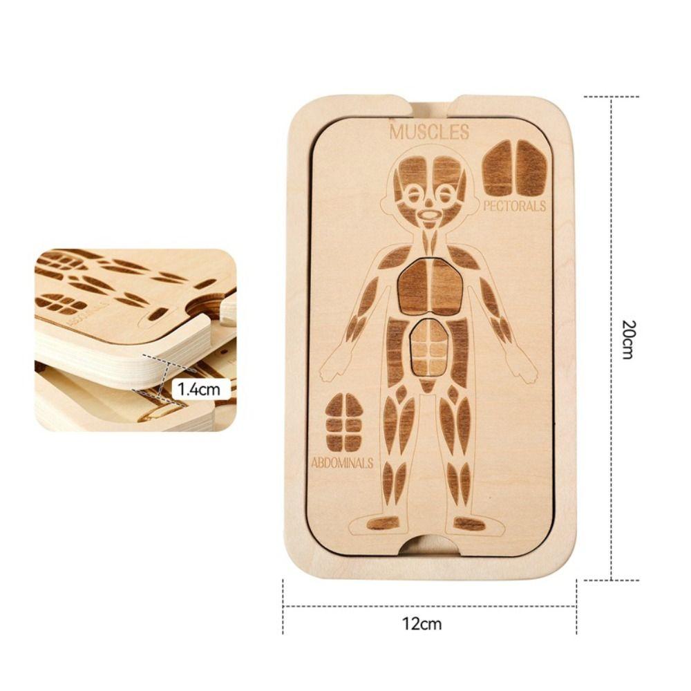 Organ Model Montessori Jigsaw Puzzle Human Structure Human Structure Toy  Science Learning