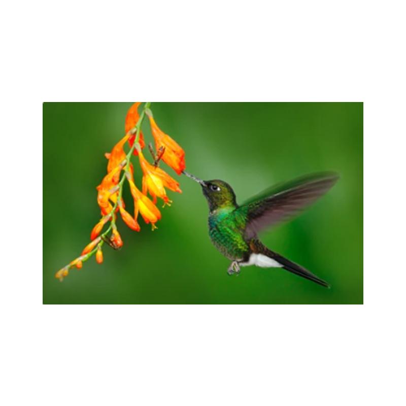 Posters and Prints with Hummingbird, Canvas Painting, Birds, Animals, Cuadros, Wall Art Paintings for the Living Room, Modern Home Decor,