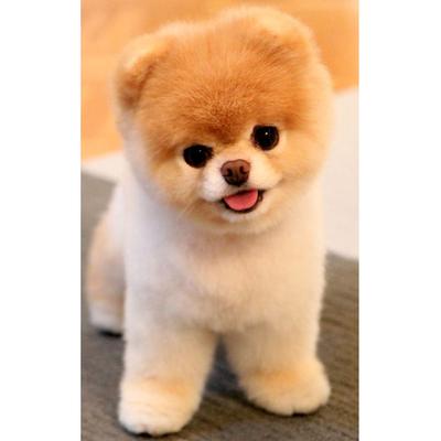 Bricolage 5D diamant point de croix joli chien carré/rond diamant broderie mosaïque Art décoration de la maison