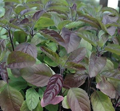 Graines de Tulsi Shyama Basilic Vert Bhajanalal