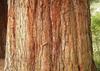 SAFLAX Sequoia gigante della California - 50 semi - Sequoiadendron gigantea