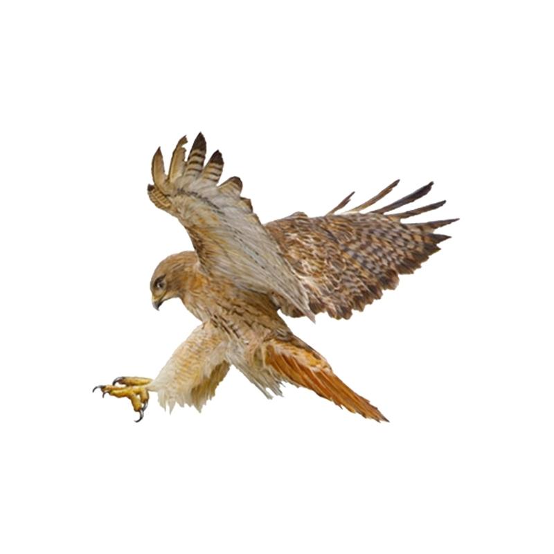 Set Of 2 Bird  Car Stickers Reflective Waterproof Decals Car Hood Cover Sticker for Car Window  Laptops Skateboards