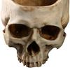 Office Sugar Container For Home Decor Flower Candy Bowl Skull Flower Pot Fake Skull Skull Planter