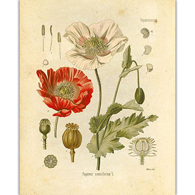 Vintage obrazy divokých rostlin na plátně Botanická květinová studie Pivoňka Plakát a tisk Nástěnný umělecký obraz do obývacího pokoje Cuadros