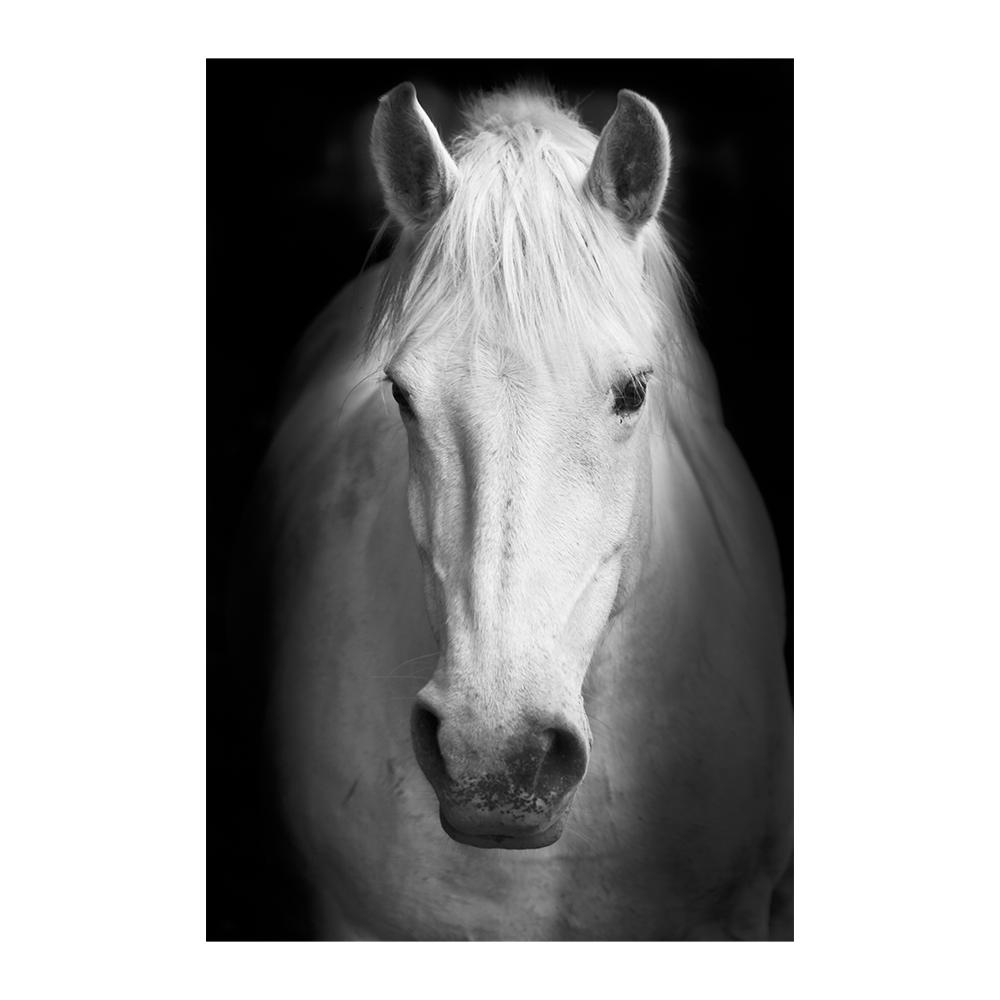 Black and White Horse Poster Print Canvas Painting Horses Running Animal Wall Art Picture for Farmhouse Room Home Decor