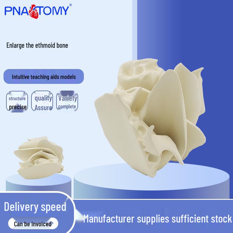 Amplified Sieve Bone Teaching Aids: Scientific Dissection Skeleton Model 18x18x16