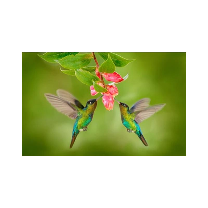 Posters and Prints with Hummingbird, Canvas Painting, Birds, Animals, Cuadros, Wall Art Paintings for the Living Room, Modern Home Decor,