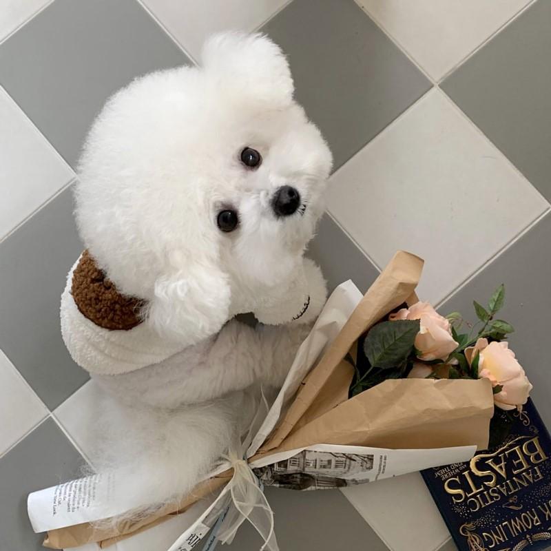 Autumn pet clothes Teddy small dog Yorkshire Pomeranian Poodle Bichon Schnauzer dog autumn and winter clothing