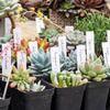 100pcs Plastic Plant Labels Reusable Garden Plants Marker Waterproof Plastic Nursery Plaques For Plants Tags Markers