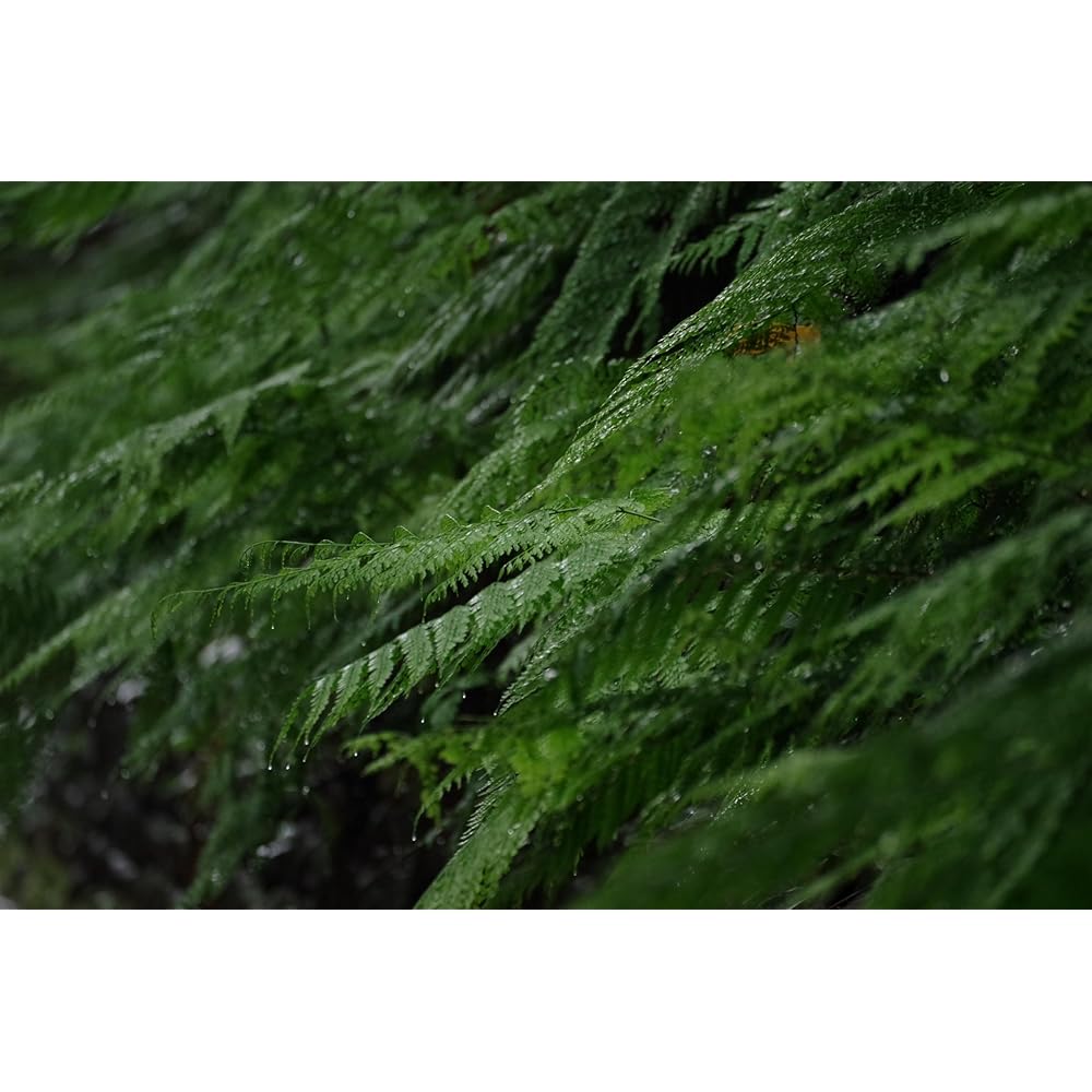 Pentax HD PENTAX-DA 55-300mm F4.5-6.3ED PLM WR RE Τηλεφακός Ζουμ 21277