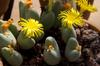 SAFLAX Garden In the Bag - Flowering Stones / Conophytum Mix - 40 Seeds - With Substrate In a Fitting Stand Up Bag - Conophytum Mix