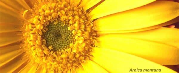 Gel De Massage Apaisant Arnica Coups Bosses Et Contusions Old