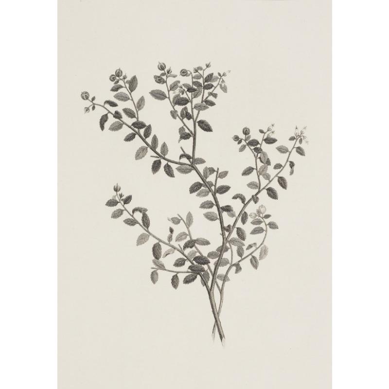 Wildflower Prints Neutral Floral Gallery Wall Decor Antique Summer Landscape Poster Garden Countryside Aesthetic Wall Decoration