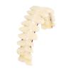 1Pair Resin Dental Teeth Teaching Model Removable Dental Training Model DIY Practice