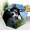 Husky and Grass pattern, automatic folding umbrella, portable and foldable design, 8 ribs, a Christmas or birthday gift.