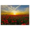 Canvas print, Meadow of red poppies in the sun